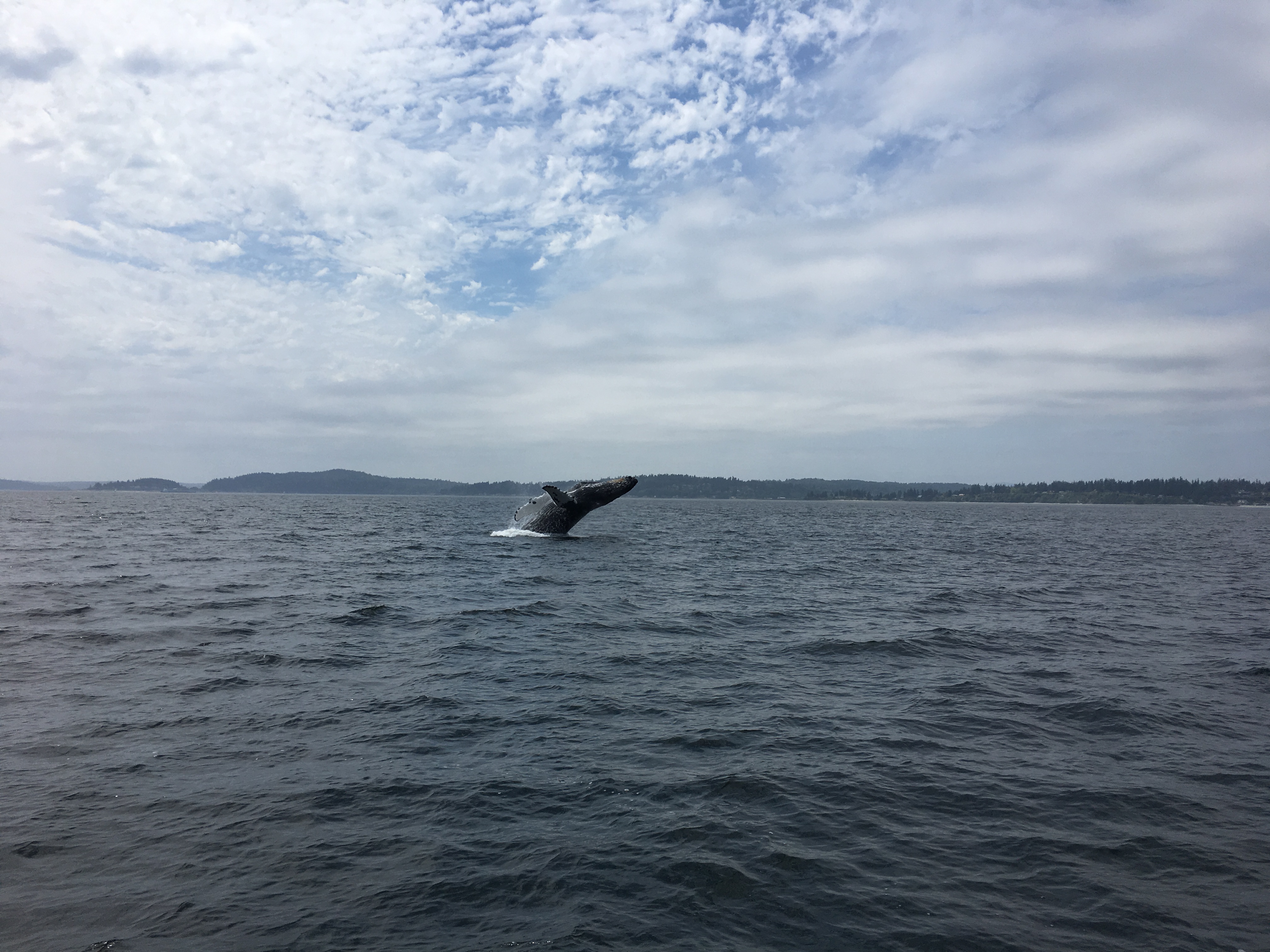 A whale surfacing beyond the boat in open water.